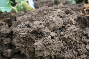 Humus verbessert die Bodenstruktur  Naturpark Sdschwarzwald e. V.
