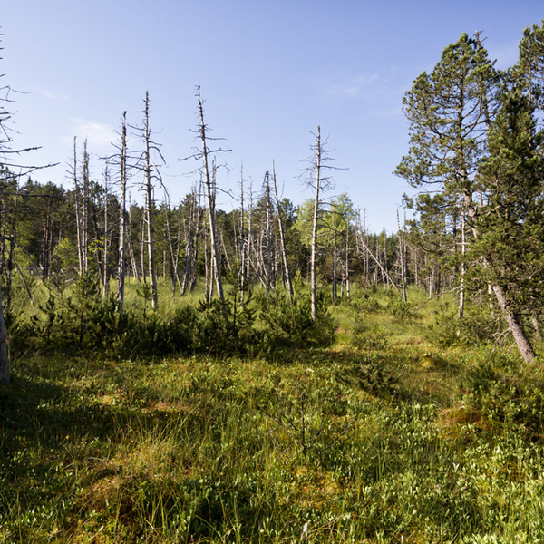 Blick ins Hinterzartener Moor  Jrgen Gocke