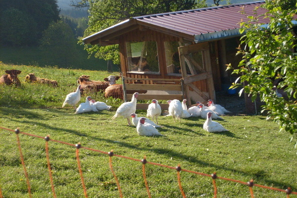 Puten und Rinder auf dem Hof  Hummelhof